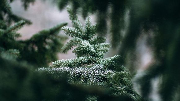 Wat Te Doen Met Jouw Kerstboom In Januari Familie Nina Hln