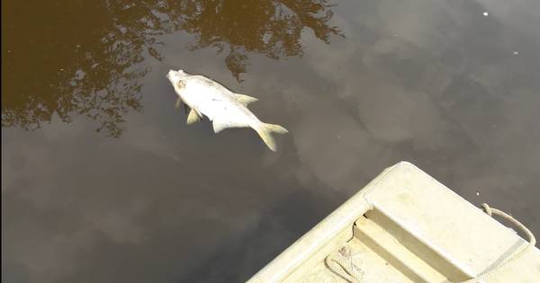 Maatregelen tegen vissterfte in Veenkanaal Westerhaar