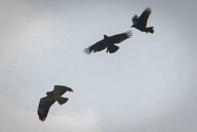 Roofvogel terroriseert vrouwen in Bergharen