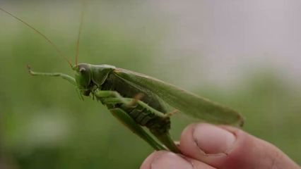 9. Wild van Dieren - 9