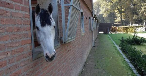 Inbrekers slaan toe in paardenstallen in Heeze.