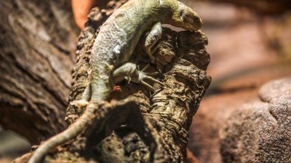 Serpentarium verwelkomt boomskink