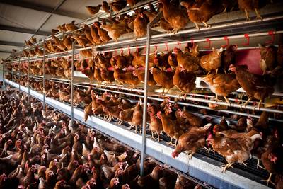 Eiergate kostte 1,5 miljoen kippen de kop