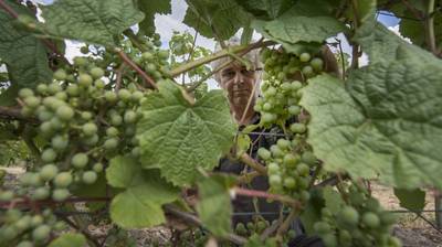 Wijnfest Bentelo gaat niet door vanwege weer