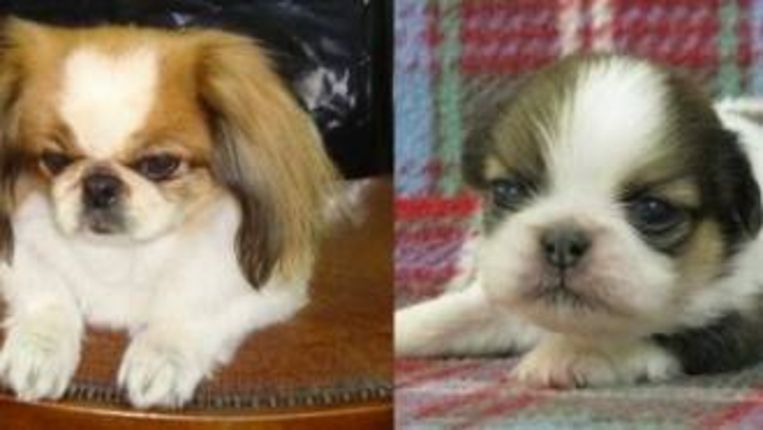 bedrijf wil duizend honden per jaar