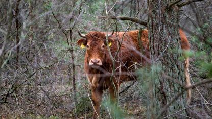 #HelpHermien: iedereen massaal in actie om ontsnapte koe te redden van slagersmes