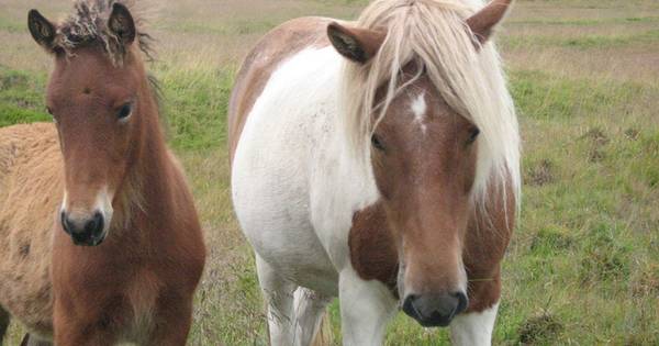 Internationale veulenkeuring in Gerwen