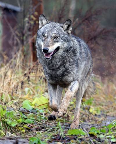 Luttenberg in rep en roer door mogelijke aanval wolf op schapen