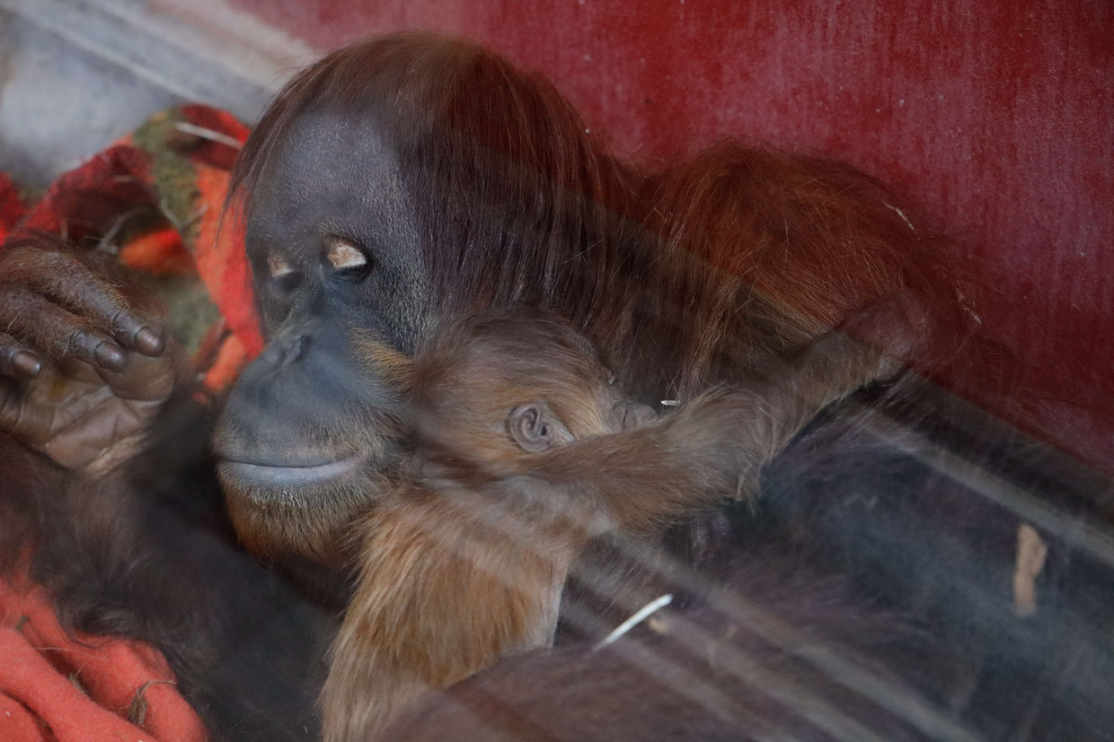 Uitgelezene Van videodate naar baby: de eerste Belgische orang-oetan sinds UA-18