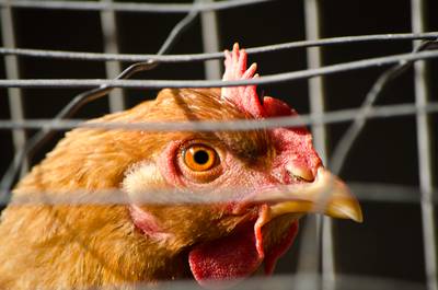 Vogelgriep vastgesteld bij pluimveebedrijf in Zeeland