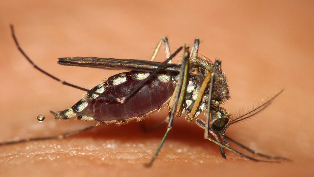 Last van muggenbeten? Je zweet is niet zoet genoeg De