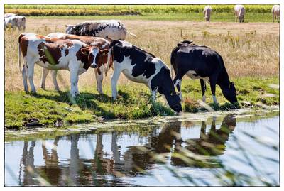 Vitens in de fout: ‘Eet eens geen vlees’ bespaart helemaal geen drinkwater