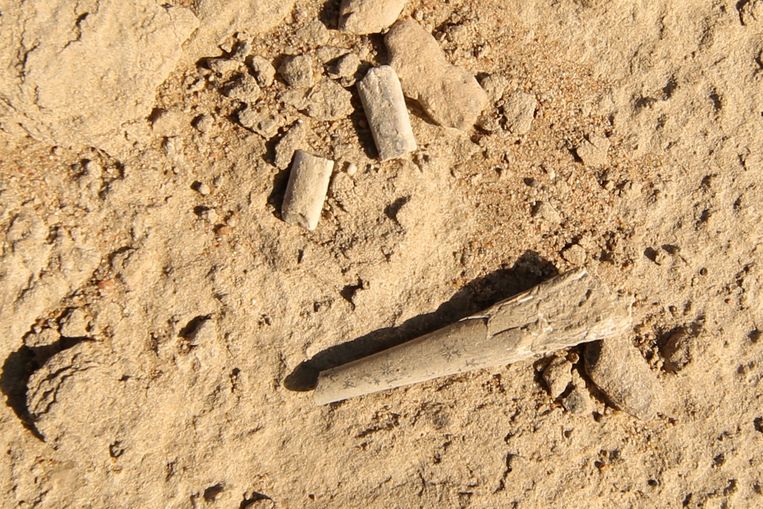 De gefossiliseerde resten van een Pterosaurus in een museum in Hami.