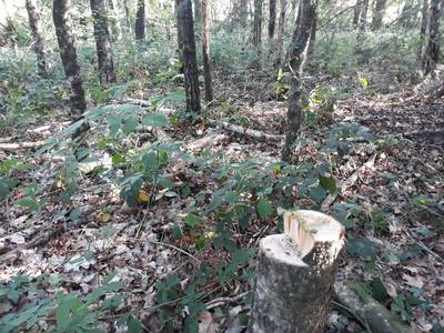 Houtdief kapt berkenbomen op de Hatertse Vennen