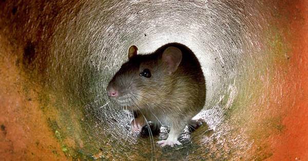 Tilligte wordt geteisterd door ratten | Dinkelland - Tubantia