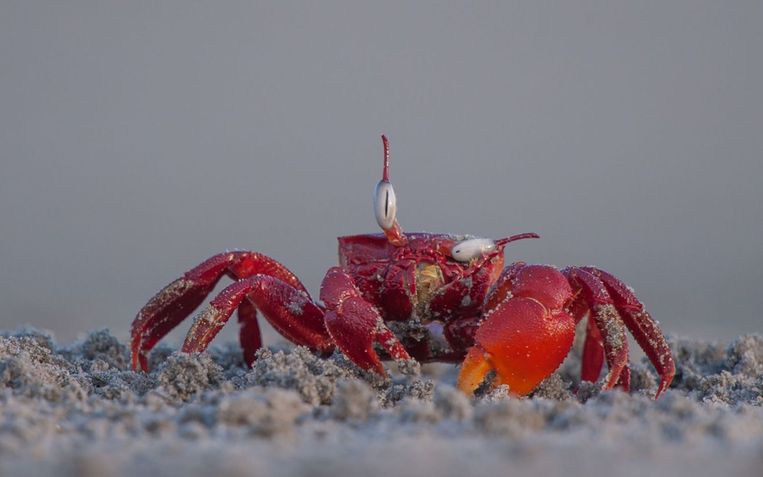 Comedy Wildlife Photography Awards.