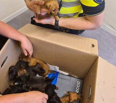 Gestolen puppy's terug in Beers: ‘Ik heb ze direct een halve liter melk gegeven’