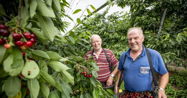 Kersenplukkers in Rossum hebben gemak van liggende bomen