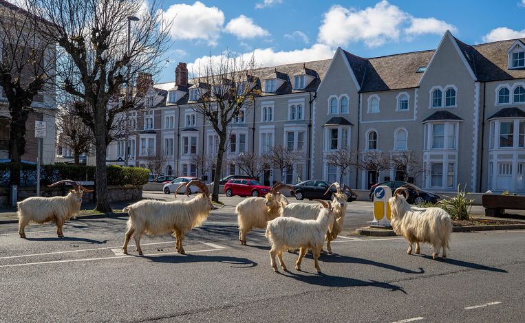 Wilde geiten palmen straten in van Wales nu bewoners binnenblijven ...