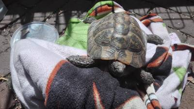 Eigenaren loslopende schildpad in Bentelo gevonden (update)