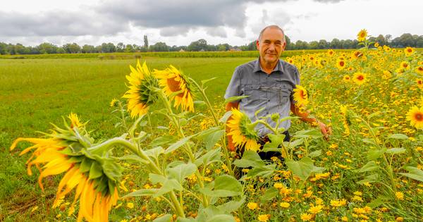 Bloemrijke akkerranden goed voor biodiversiteit Donk in Vessem - Eindhovens Dagblad