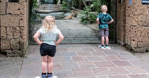 Dagje dierentuin op 1,5 meter? 'Hé, tijger. Daar ben ik weer!' - De Stentor