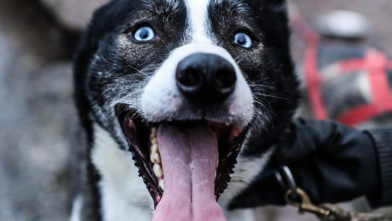 In De Ban Van Sledehonden Je Moet Een Goede Stofzuiger Hebben Het Parool