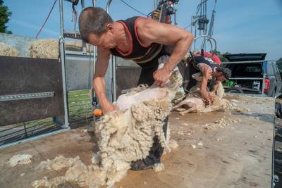 Kudde schapen ontdaan van jas: ‘Als het kouder wordt hebben ze weer een volle vacht’