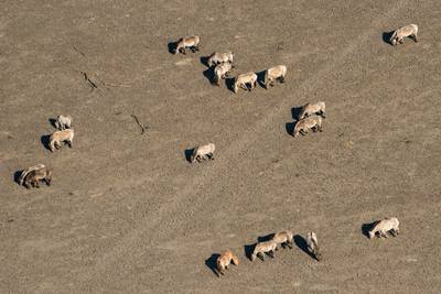 Politie: Aangifte om dierenleed grazers Oostvaardersplassen heeft geen zin