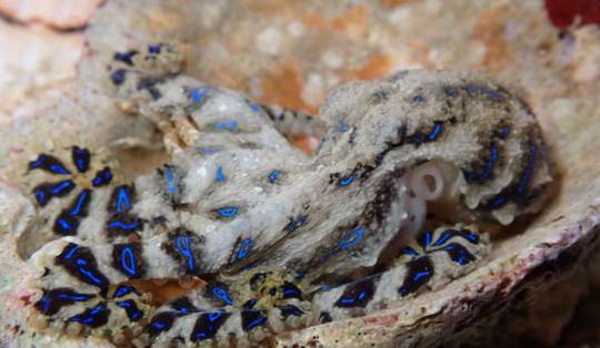 Deze octopus verlamt zijn partner tijdens het voortplanten met gif, zodat hij niet opgegeten wordt
