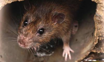 Rattenplaag is steeds lastiger te stoppen
