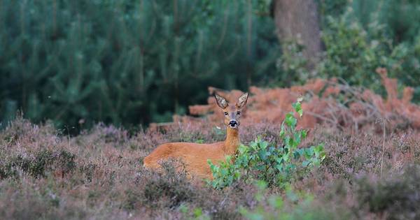 Met boswachter Springendal Hezingen in | Tubbergen - Tubantia