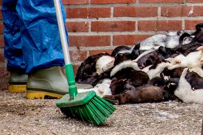 Coronavirus bij nertsenfokkerij in Rijkevoort: 12.500 dieren worden geruimd