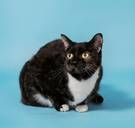 Waarom lijkt het alsof veel katten witte sokjes aanhebben?