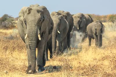 Namibië zet 170 olifanten te koop