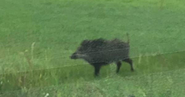 Varkenshouders kunnen opgelucht ademhalen; zwijn dat in Loosbroek opdook, droeg geen ziektes - BD.nl