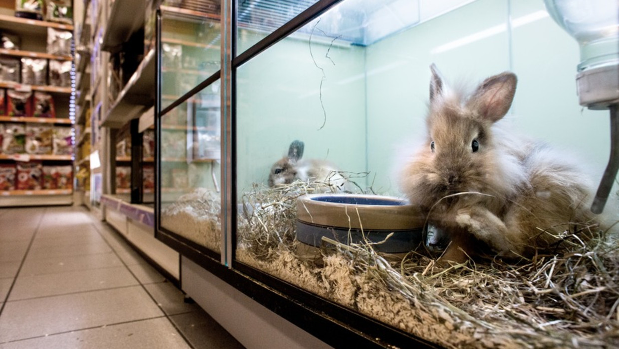 Pets Place Spoelt Geen Vissen Door Het Toilet Ze Zijn Niet Goed Snik Het Parool