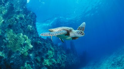 Zeeschildpad bedreigd: tot 99 procent zijn vrouwtjes door warmere oceanen