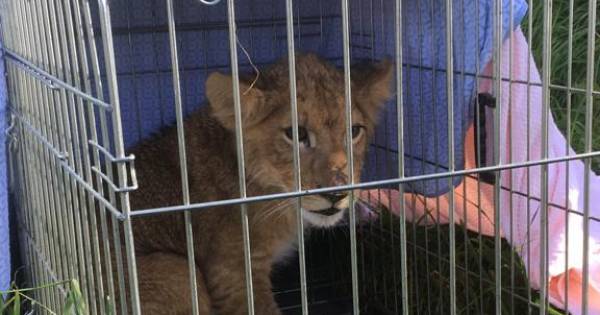 Leeuw Remy in een weiland was zelfs voor deze doorgewinterde dierenarts nieuw - AD.nl