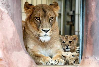 Leeuwen kijken met bier en Dua Lipa: ‘adult only’-avonden in London Zoo onder vuur