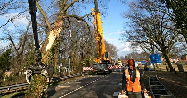 Omvallende boom in je buurt? En wie bel je dan? - Eindhovens Dagblad