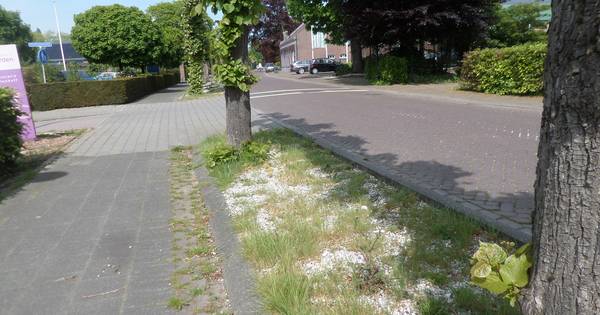 Ergernis blijft; onkruid tussen linden ontsiert het straatbeeld - BD.nl