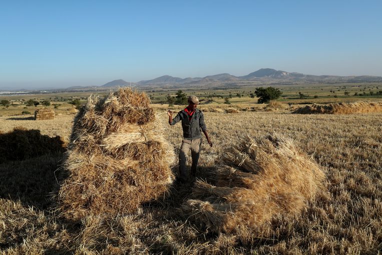 Landbouwhulp Schaadt Ethiopie De Volkskrant