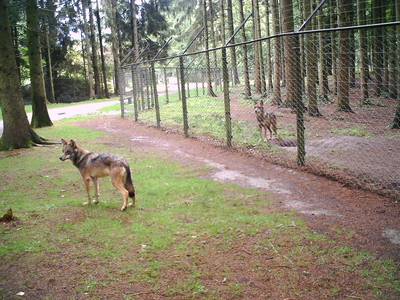 Ontsnapte wolf weet zelfs met verdovingspijl in lijf weg te komen