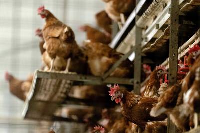 Besmettelijke vogelgriep vastgesteld in Gelderland, 35.700 kippen geruimd