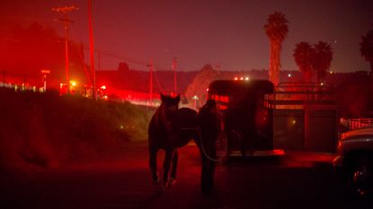 Tientallen paarden komen om in Californische vlammenzee