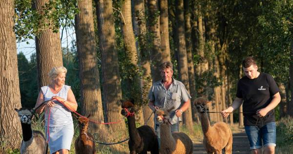 Liempdse familie is verliefd op de alpaca