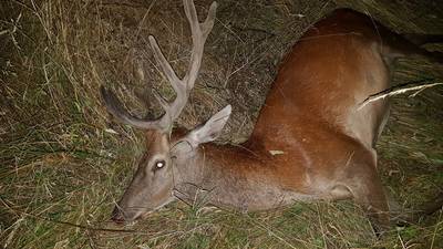Bizar ongeval op snelweg in Boxmeer: Vrachtwagen rijdt zich stuk op edelhert