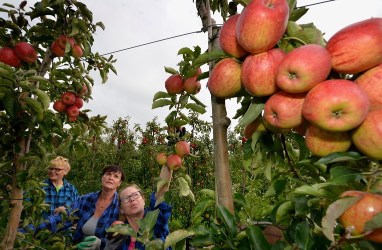 In Zuilichem komt een megakas, maar waar slapen de fruitplukkers? - Trouw