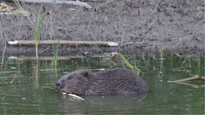 Mogelijk uitstel slibstort in  Vonkerplas